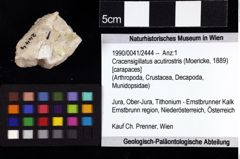 Foto (Objket + Etiketten) von Cracensigillatus acutirostris (Moericke, 1889) 